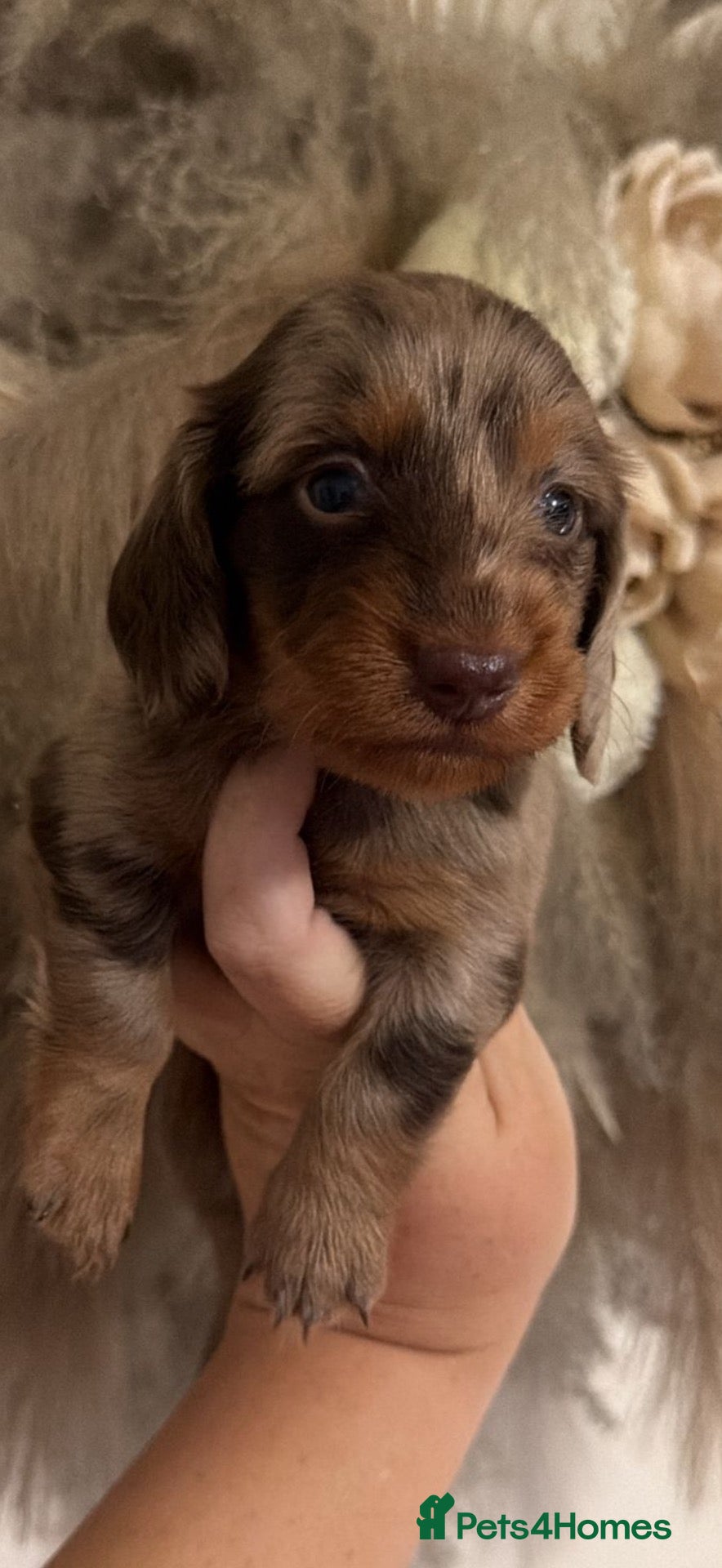 Miniature Dachshund dogs Beautiful long haired dapple girl available  - Advert 13