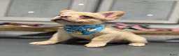 French Bulldog dogs for sale: Fully Vaccinated Fluffy French Bulldog Puppies - Advert 9