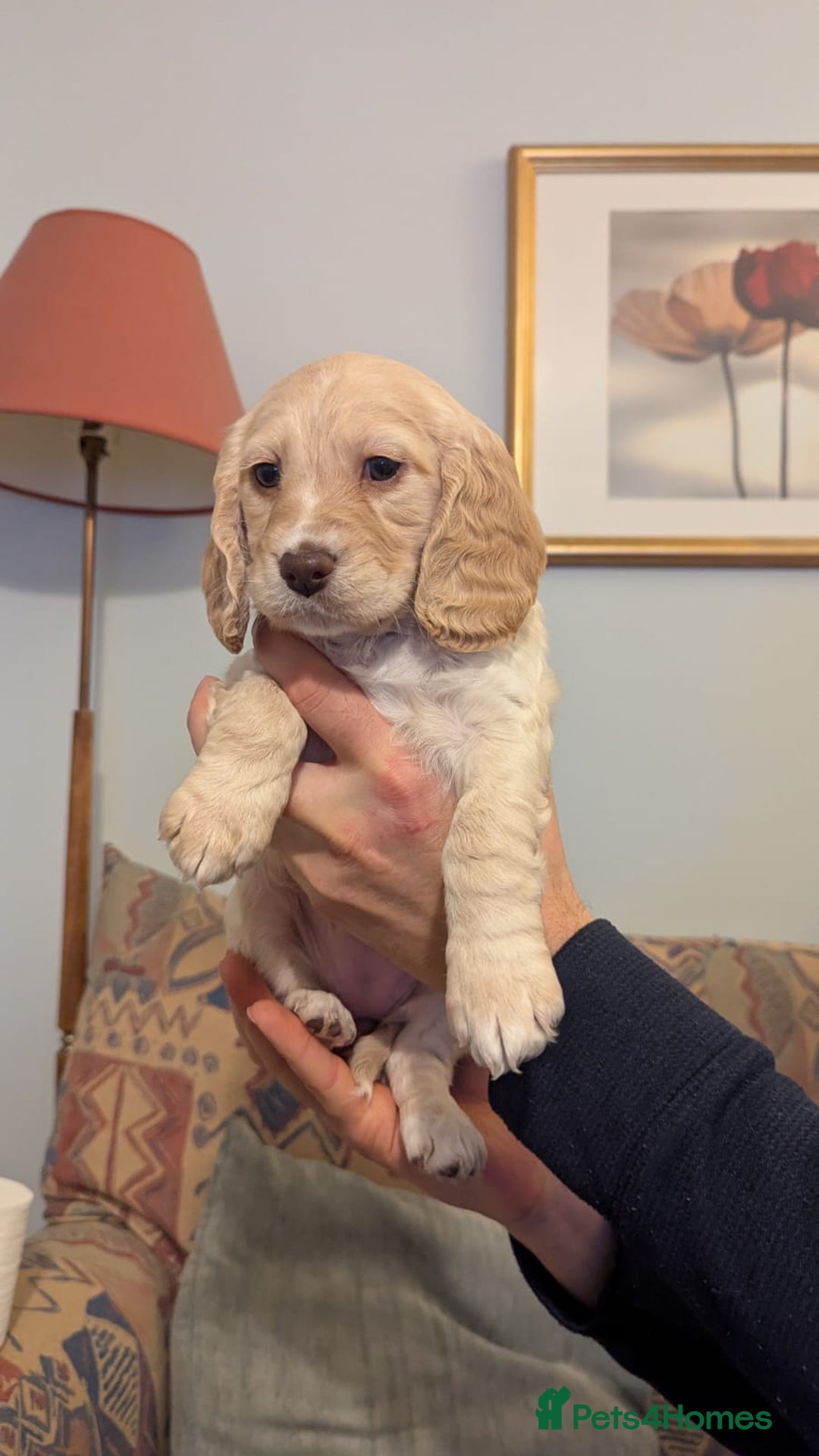 Cocker Spaniel dogs for sale: Working Cocker Spaniel puppies - Advert 32