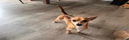 Mixed Breed dogs for sale: Bean - Chihuahua / Jack Russell mix in Maidstone - Advert 2