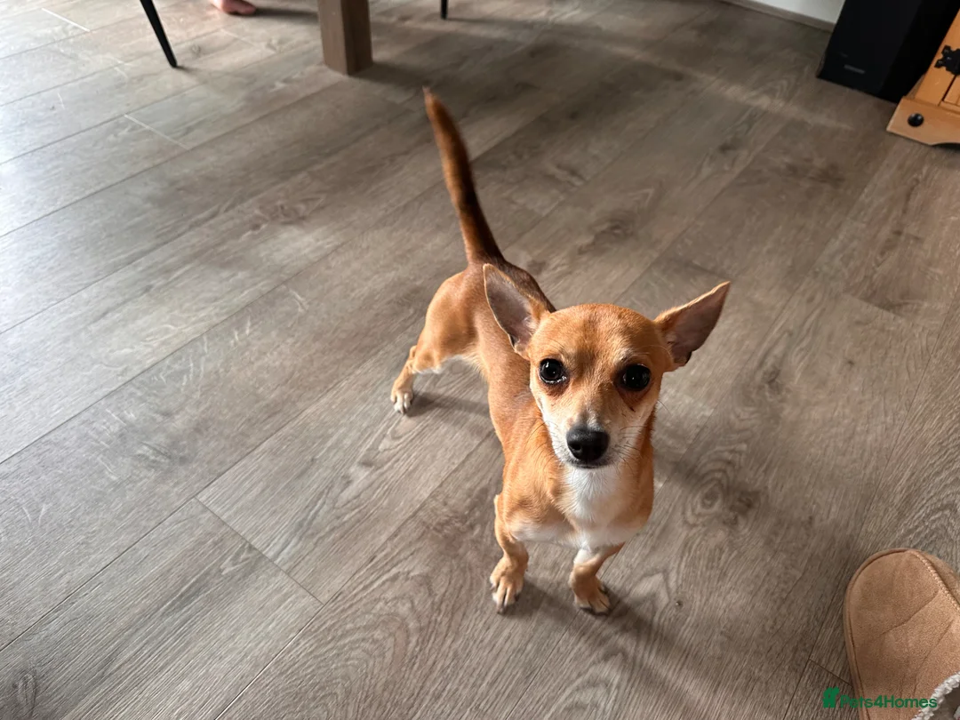 Mixed Breed dogs for sale: Bean - Chihuahua / Jack Russell mix in Maidstone - Advert 2