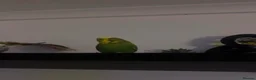 Budgerigars birds for sale: Two male budgies with cage and accessories - Advert 3