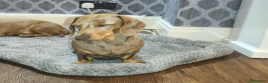 Miniature Dachshund 1