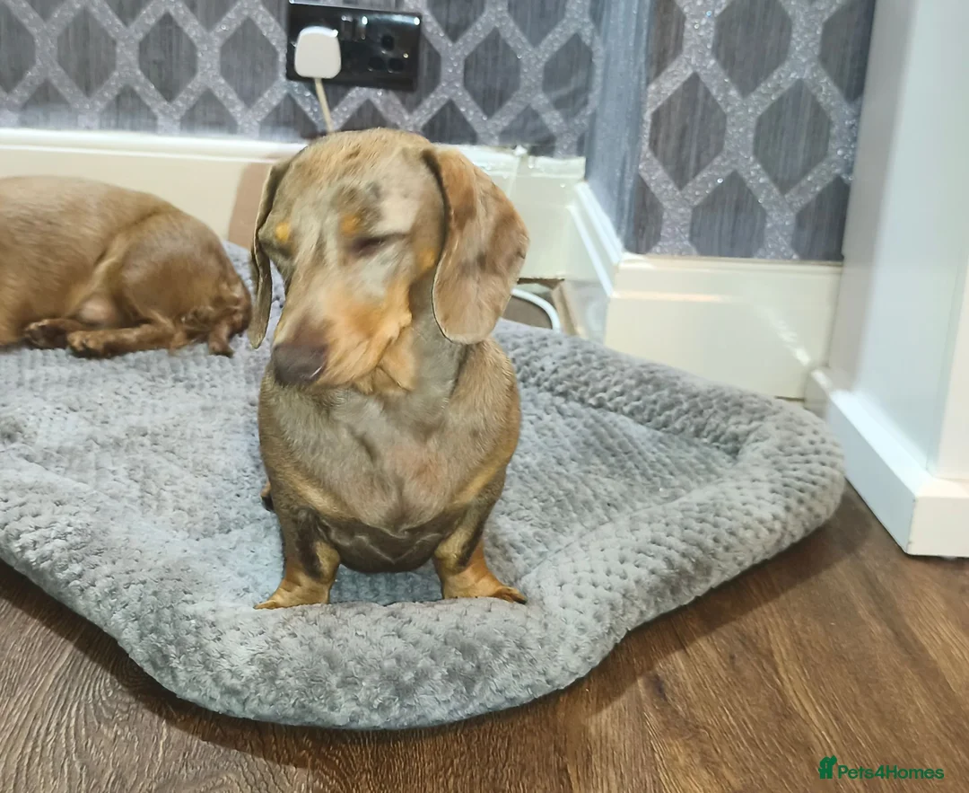 Miniature Dachshund dogs for sale: Looking for a loving home - Advert 2