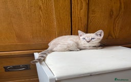 Bengal cats for sale: 💎💎💎 Luxury Bengal Kittens Available  - Image 38