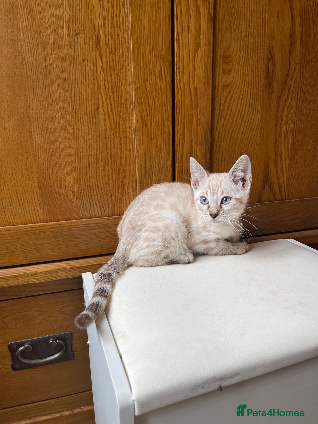 Bengal cats for sale: 💎💎💎 Luxury Bengal Kittens Available  - Image 38