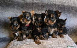 Yorkshire Terrier dogs for sale: Miniature Pedigree Yorkshire Terrier Puppies - Image 1