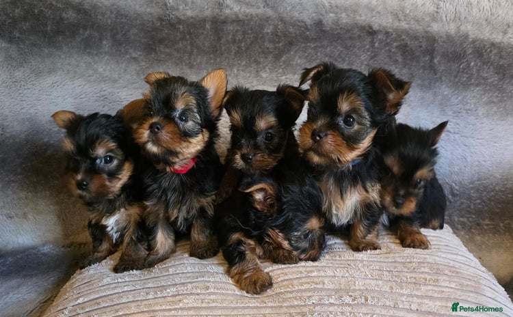 Yorkshire Terrier dogs - Advert 3