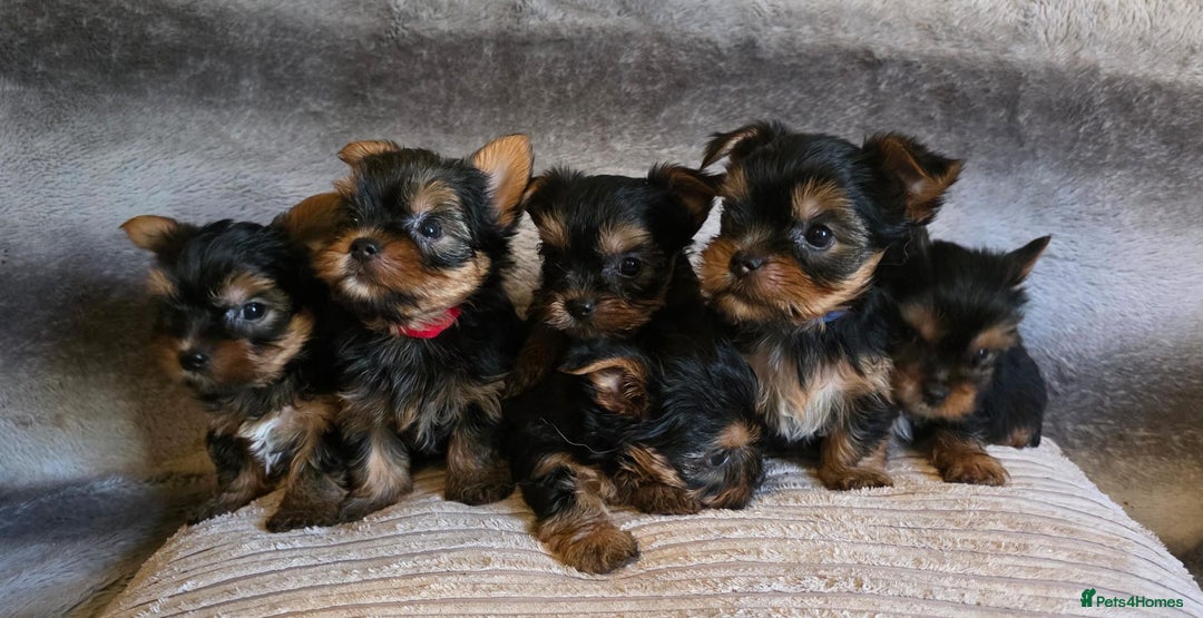 Yorkshire Terrier dogs for sale: Miniature Pedigree Yorkshire Terrier Puppies - Image 1