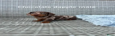 Miniature Dachshund Puppy 1