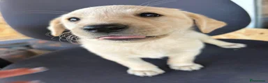 Labrador Retriever 7