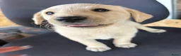 Labrador Retriever dogs for sale: Labrador puppies ready to go in a week - Advert 16