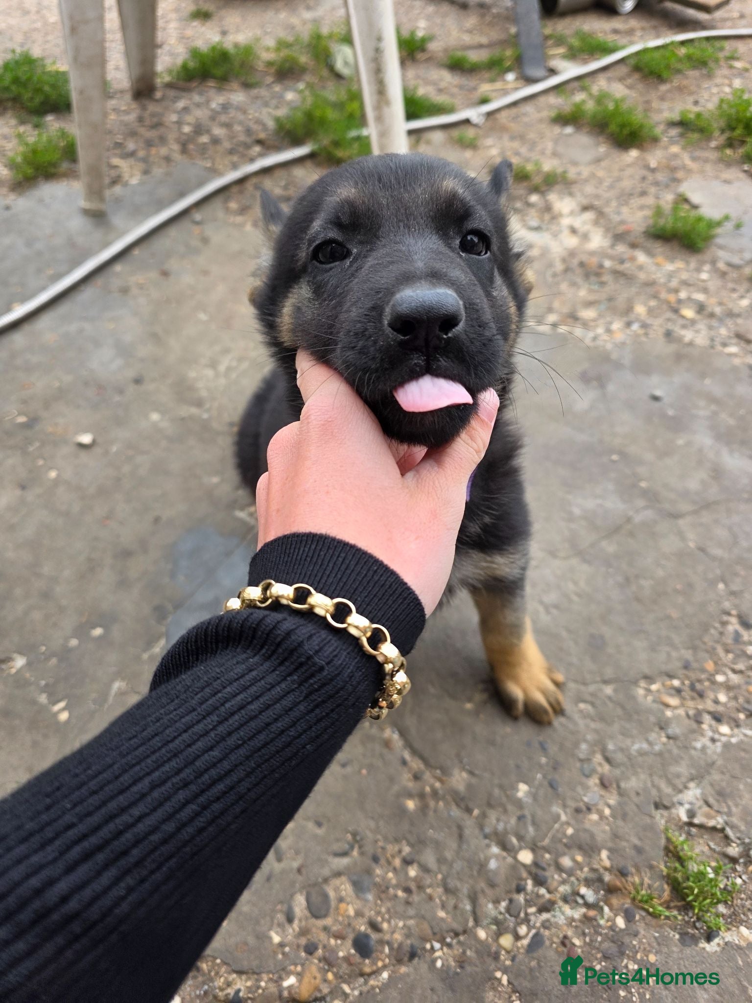 German Shepherd dogs Last female ready to leave, hull - Advert 18