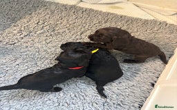 Cockapoo dogs for sale: F2 cockapoo’s (last girl) - Advert 14