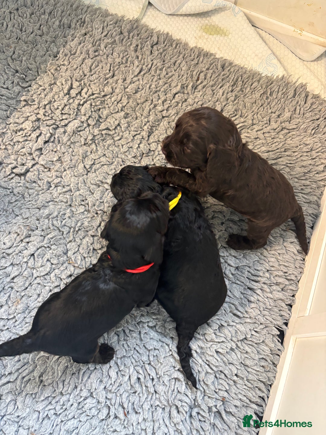 Cockapoo dogs for sale: F2 cockapoo’s (last girl) - Advert 14