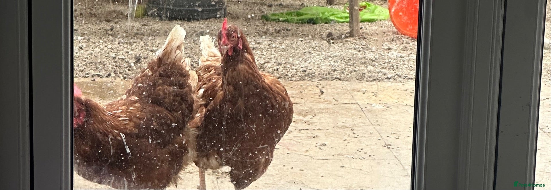 Mixed Breed birds 2 laying hens  - Advert 2
