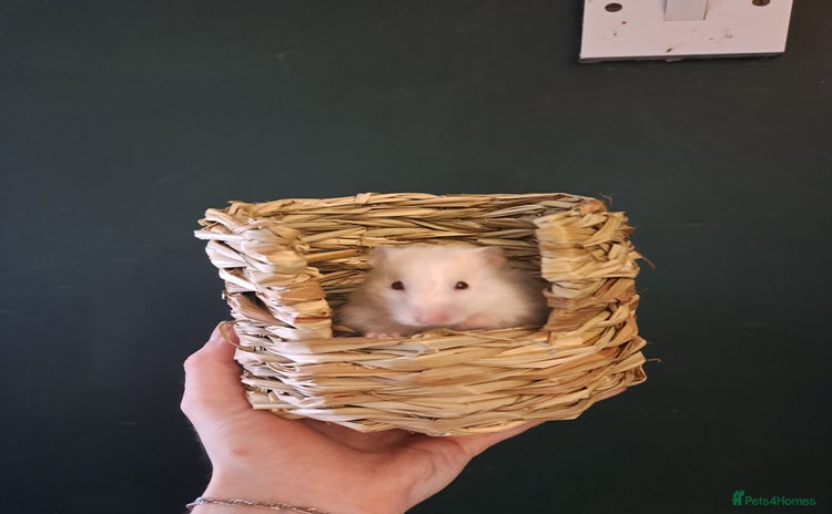 Hamster rodents - Advert 2