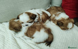 Shih Tzu dogs for sale: Shih Tzu - Image 9