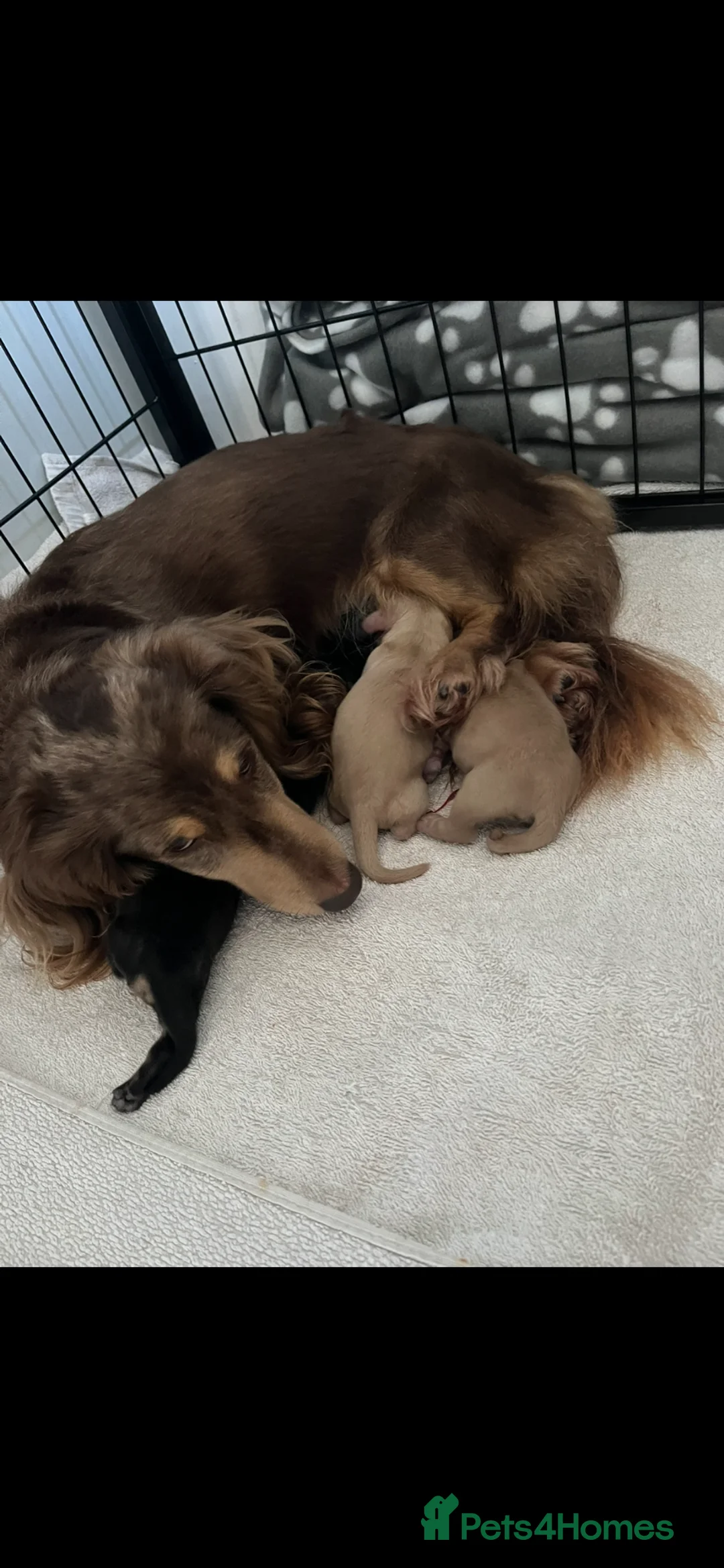 Miniature Dachshund dogs for sale: Miniature Long haired Dachshund pups - Advert 1