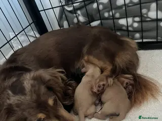 Miniature Dachshund dogs Miniature Long haired Dachshund pups - Advert 11