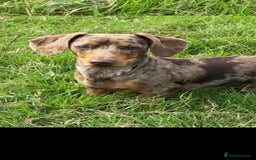 Miniature Dachshund dogs for sale: *CHAMPION LINES* Miniature Dachshund puppies - Image 14