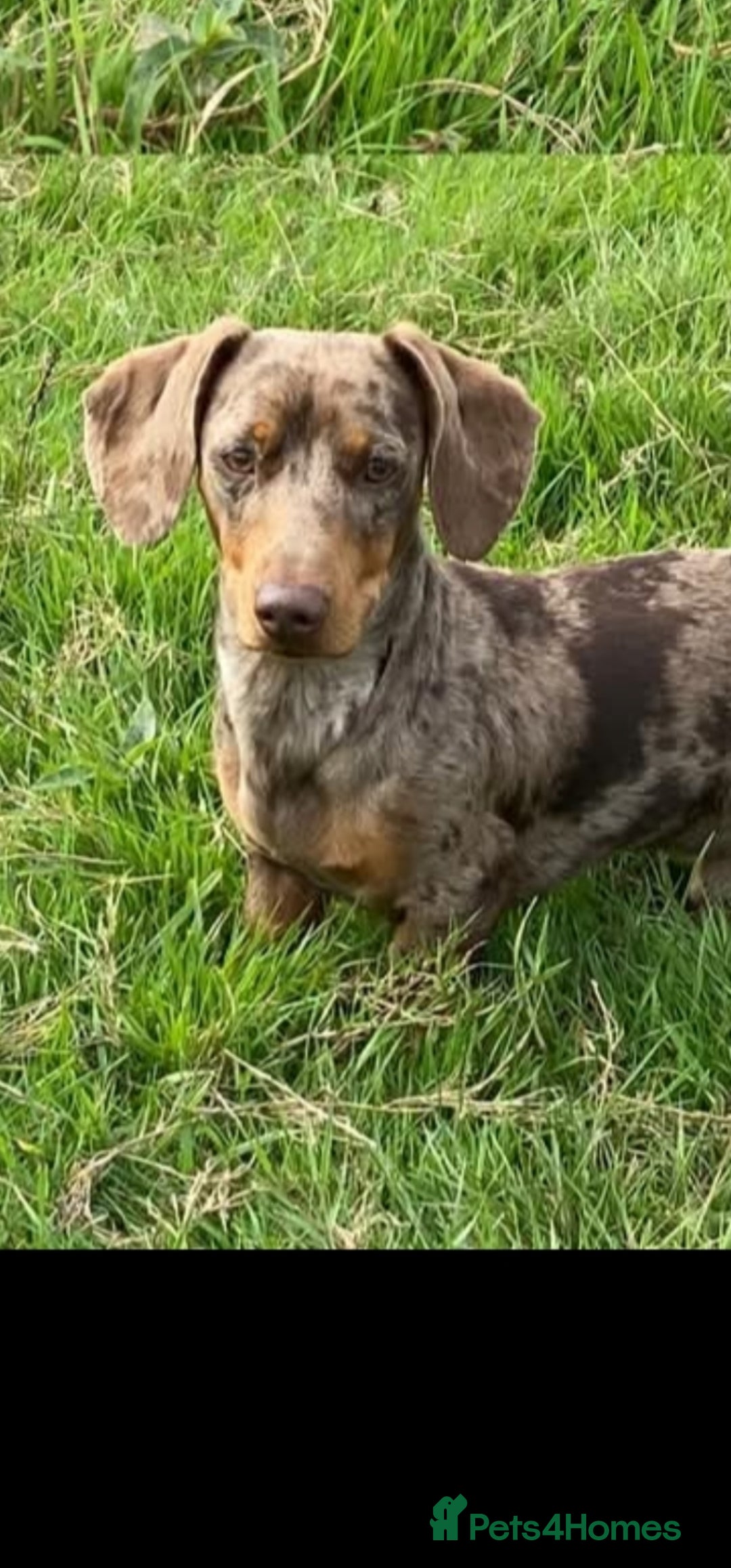 Miniature Dachshund dogs for sale: *CHAMPION LINES* Miniature Dachshund puppies - Image 14
