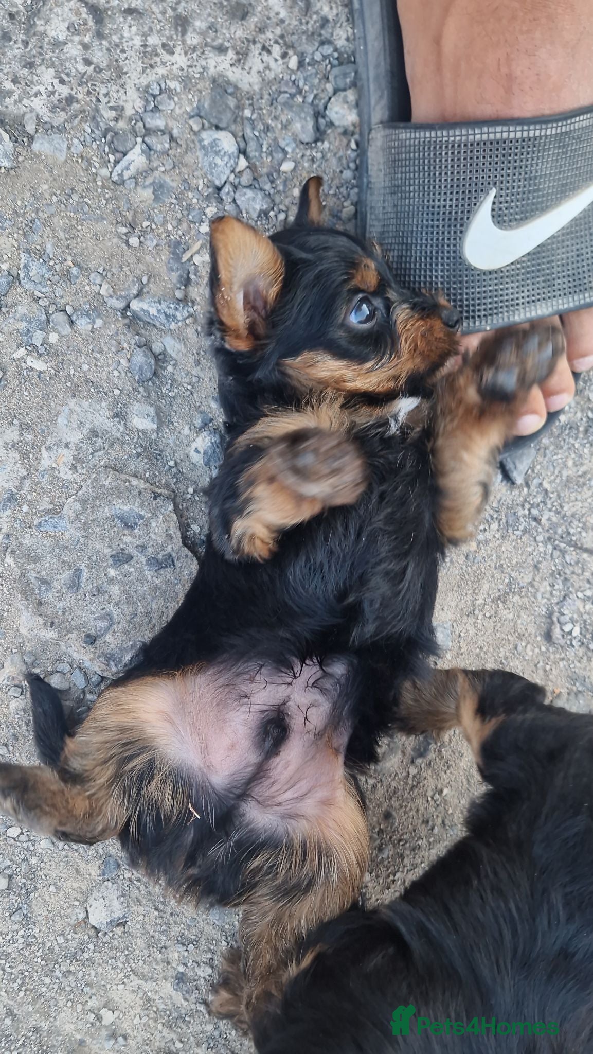 Yorkshire Terrier dogs Yorkshire terrier puppies 🐶  - Advert 2