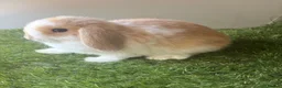 Mini Lop rabbits for sale: Stunning mini lop babies - amazing temperaments  - Advert 3