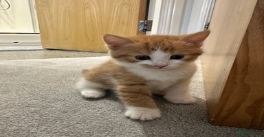 Siberian cats - Advert 2