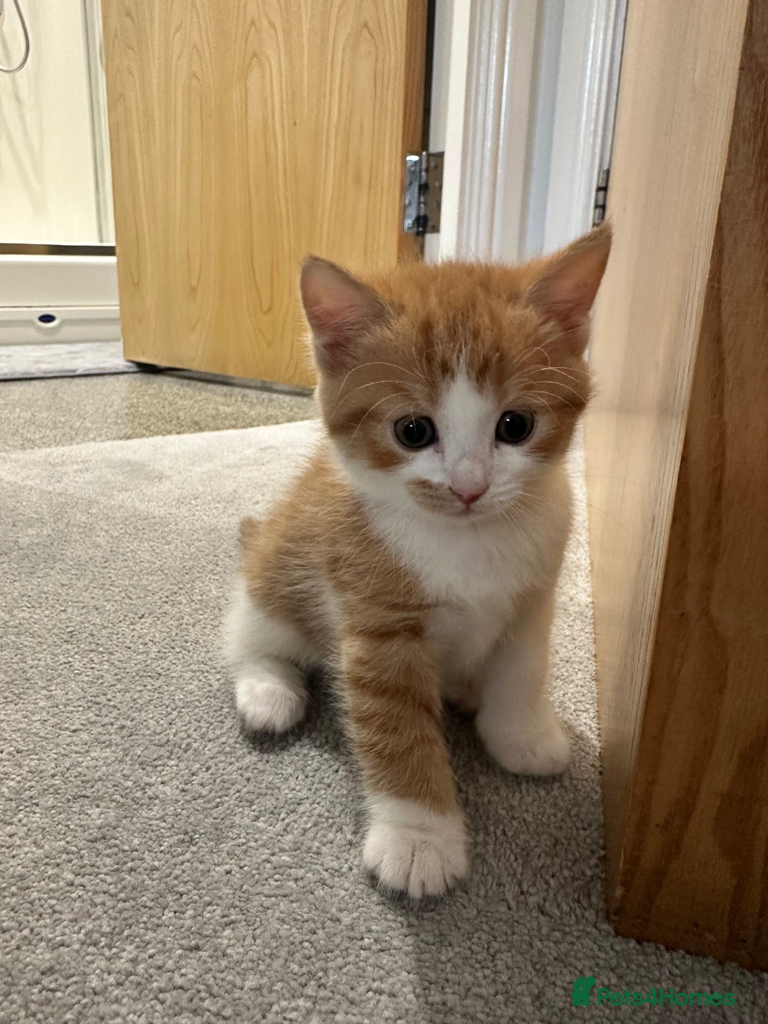 Siberian cats for sale: Kittens for sale  - Image 2