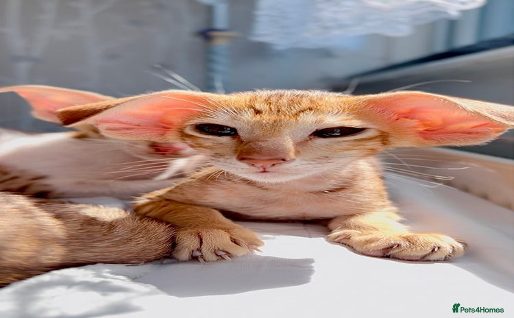 Oriental cats - Advert 1