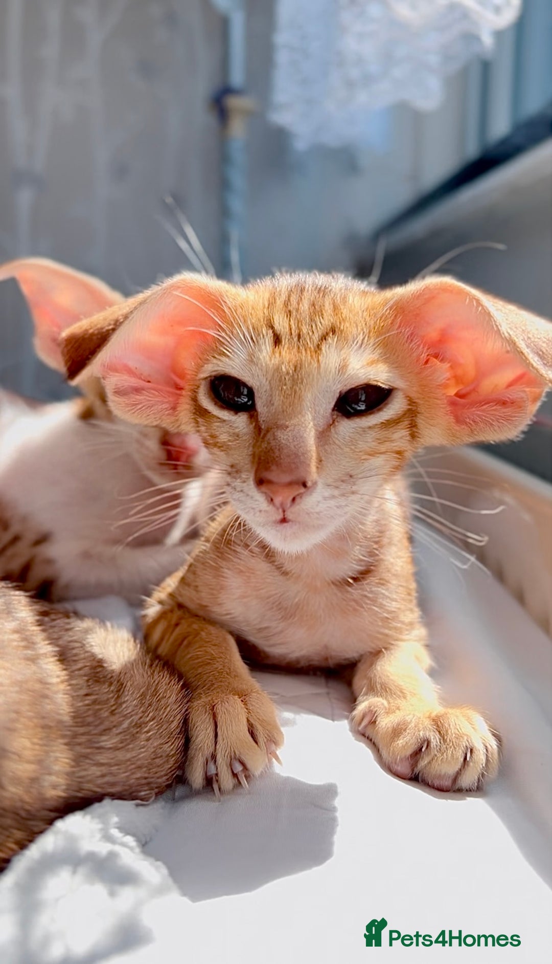 Oriental cats for sale: Stunning cinnamon spotted pedigree boy - Image 1
