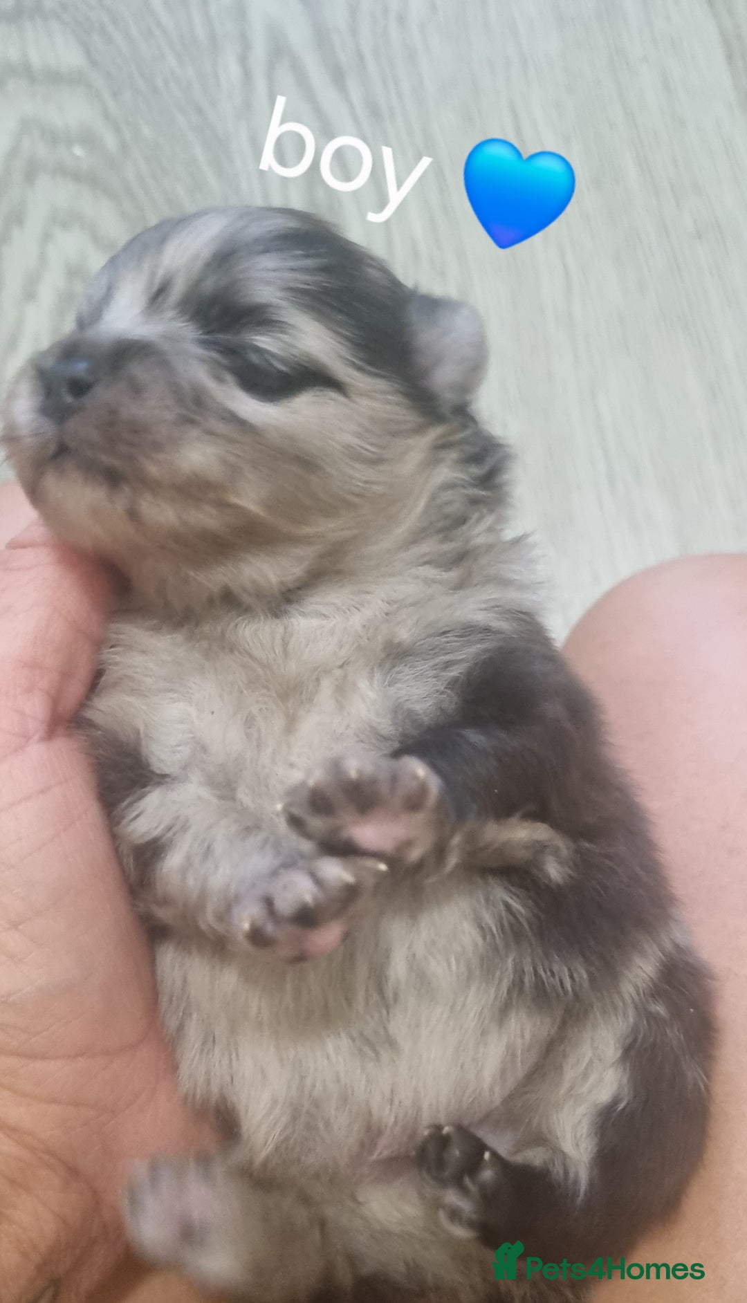 Pomeranian dogs for sale: Beautiful litter teddy bear poms  - Image 1