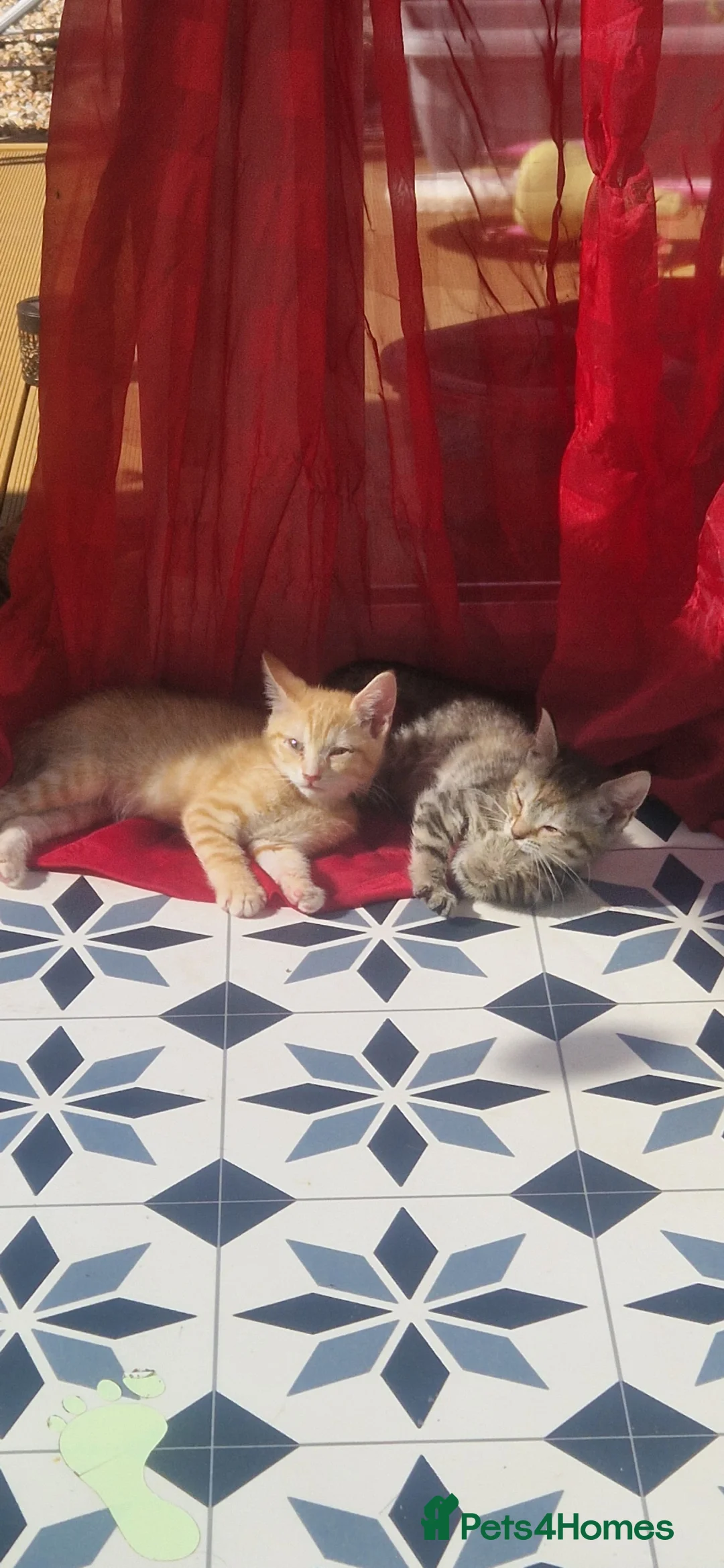 Mixed Breed cats for sale: 3 little kittens (females) - Advert 1