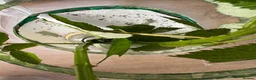 Stick Insects invertebrates for sale: Indian Stick Insect Eggs in Manchester - Advert 5