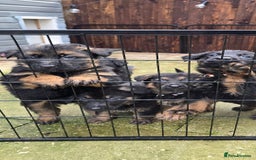 German Shepherd dogs for sale: Chunky German shepherd puppies for sale  - Advert 5