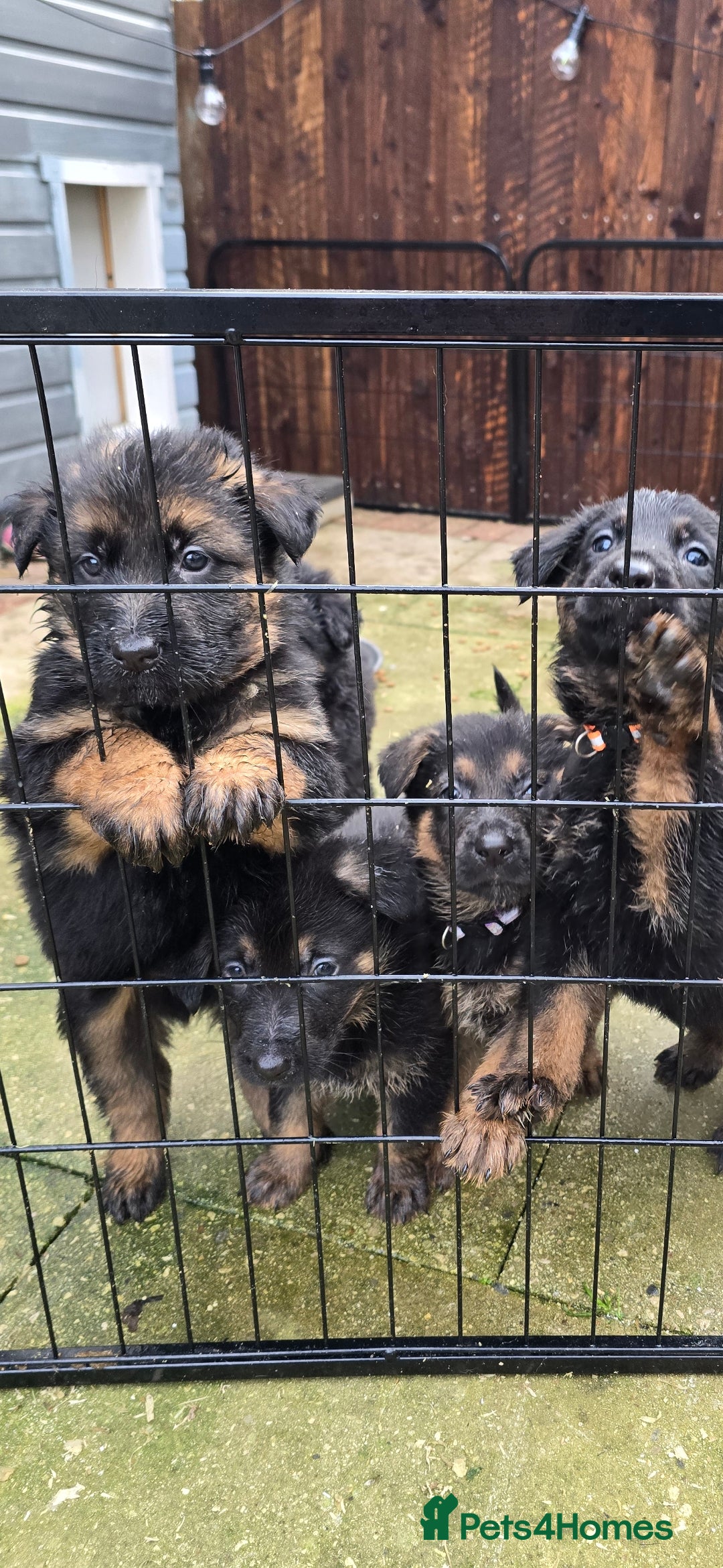 German Shepherd dogs for sale: Chunky German shepherd puppies for sale  - Advert 5