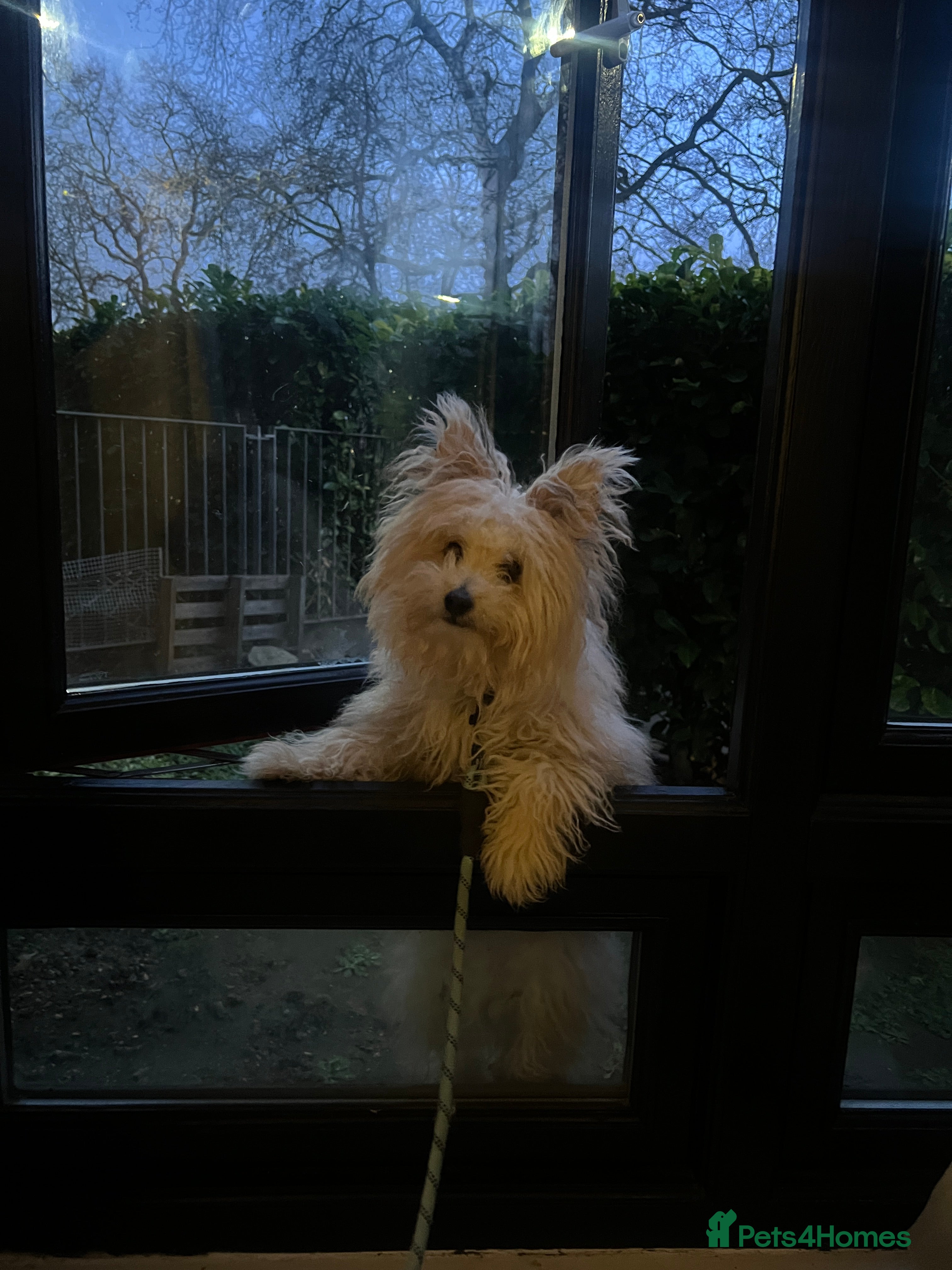 Pomapoo dogs Pomapoo  - Advert 1