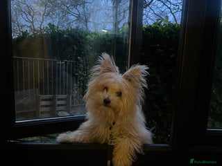 Pomapoo dogs Pomapoo - Advert 1