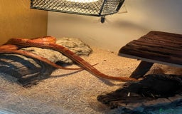 Corn Snake reptiles for sale: Adult female corn snake complete with full set up - Image 4