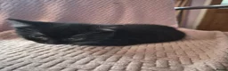 Mixed Breed cats for sale: 3 kittens for sale  - Advert 5