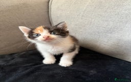 Mixed Breed cats for sale: Mother and kittens for sale  - Image 4
