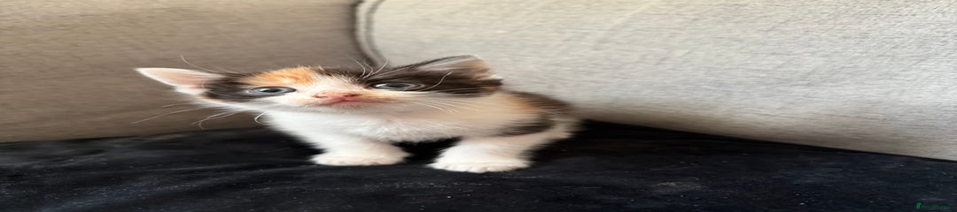 Mixed Breed Kitten 2