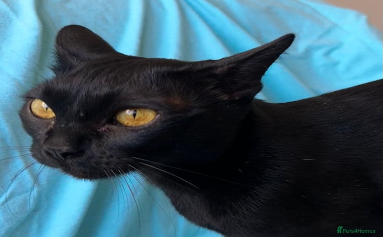 Bombay cats - Advert 1