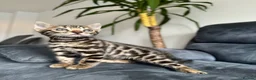 Bengal cats for sale: Bengal Kitten For Sale (Ready to go - Last One) - Advert 8