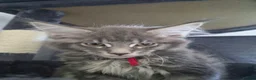 Maine Coon cats for sale: Gorgeous Maine Coon kittens - Advert 11