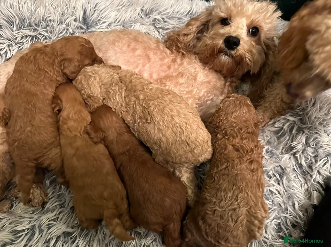 Cavapoo dogs for sale: Gorgeous toy f1b cavapoo pups  - Advert 7
