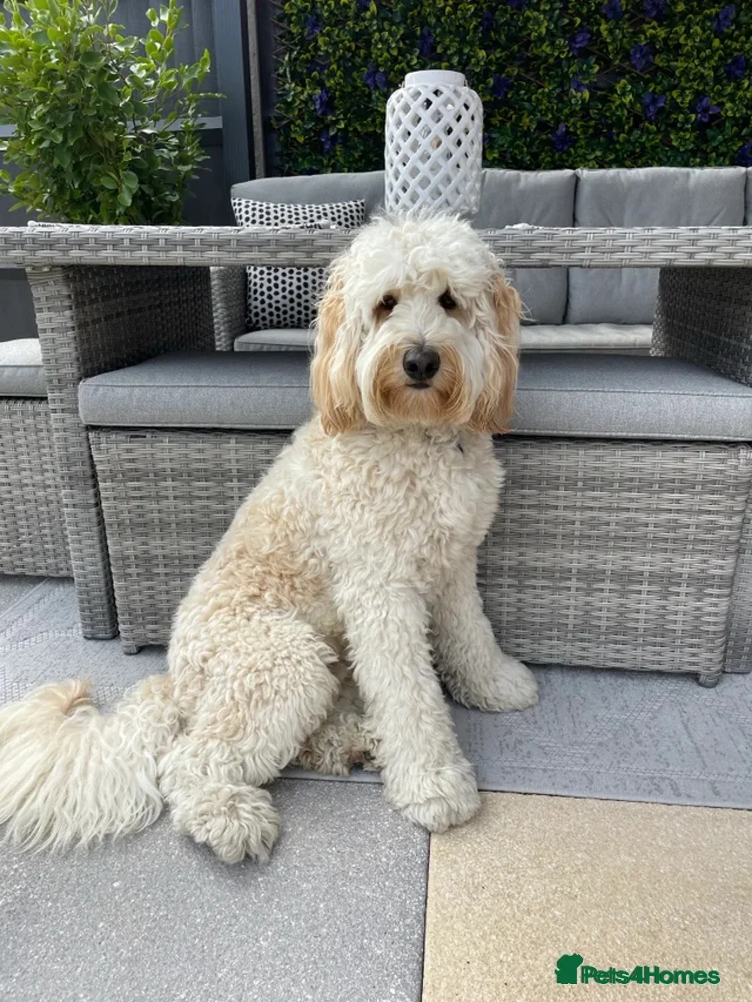 Australian Labradoodle dogs for sale: Australian Labradoodle x Fox Red Labrador x2 boys - Advert 2