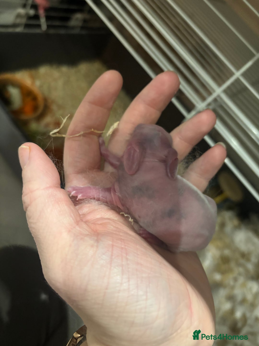 English Lop rabbits for sale: 4 baby rabbits  - Advert 11