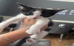 American Shorthair cats for sale: Unique markings tuxedo and all black kittens  - Image 5